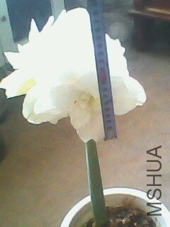 IMG0131A.jpg
