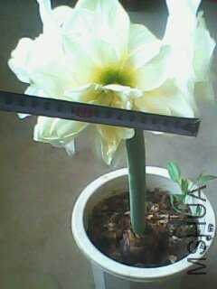 IMG0129A.jpg