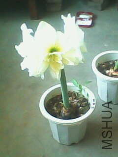 IMG0126A.jpg