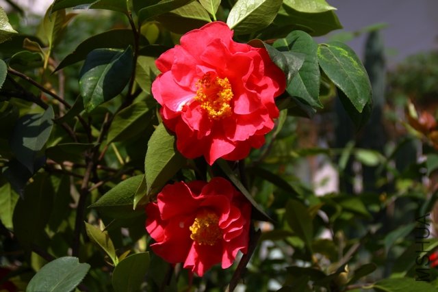 2011.04.19.�軨 003.jpg