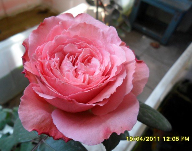 3HYXLTMRR1(RZCH0437Z{2F.jpg