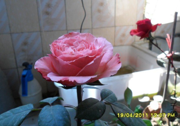 X5IJSCJ)UCDAVH490NM%P3T.jpg