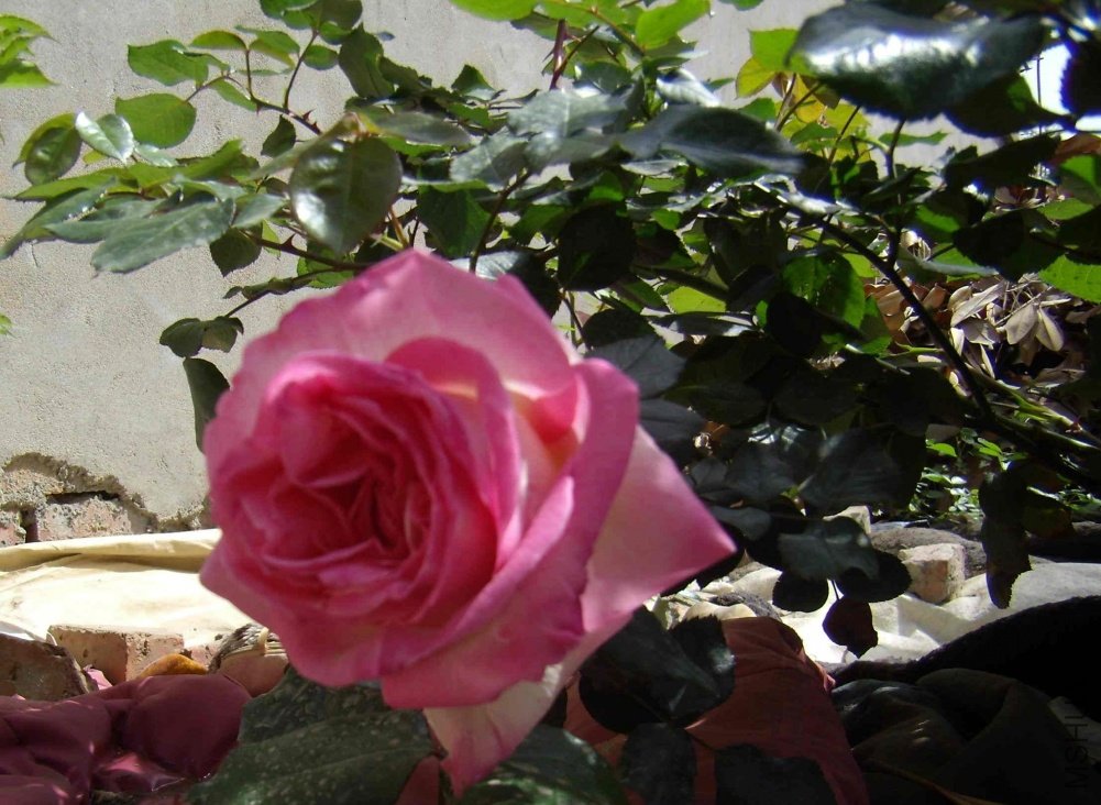 P4180001.jpg