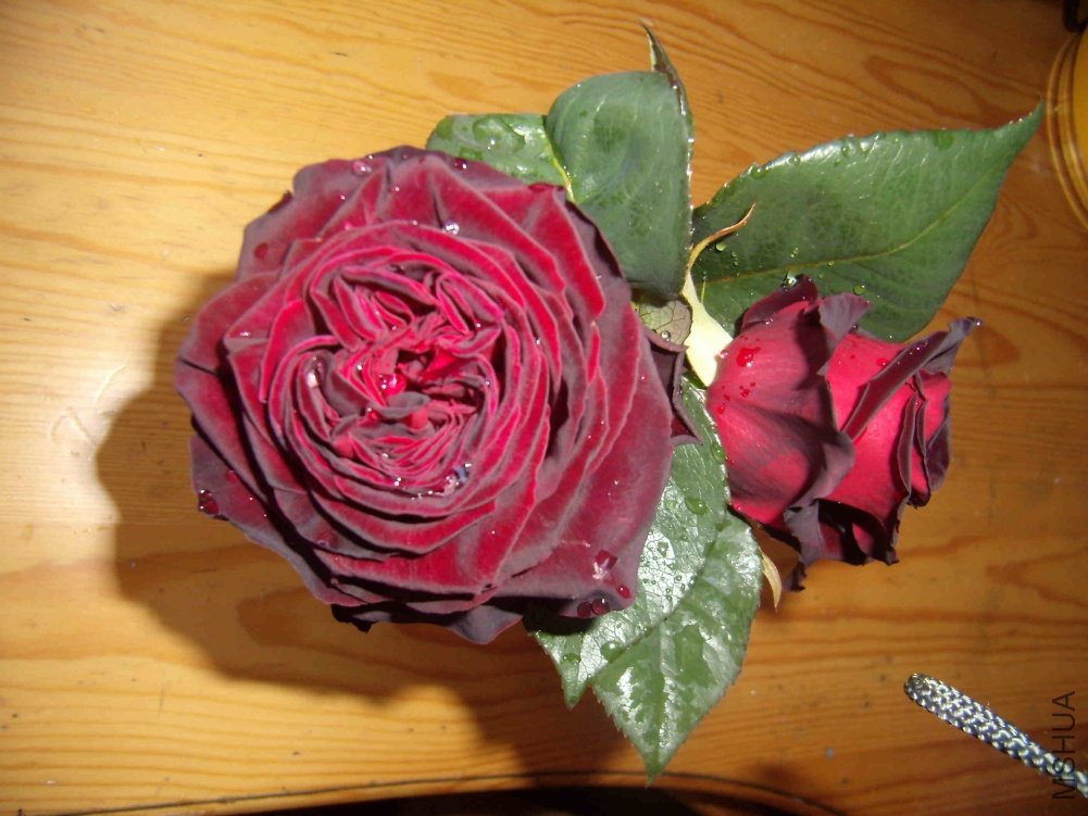 P4190006.jpg