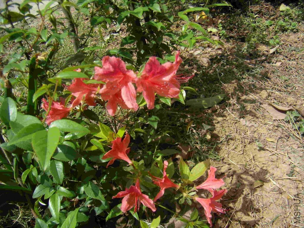 P4180003.jpg