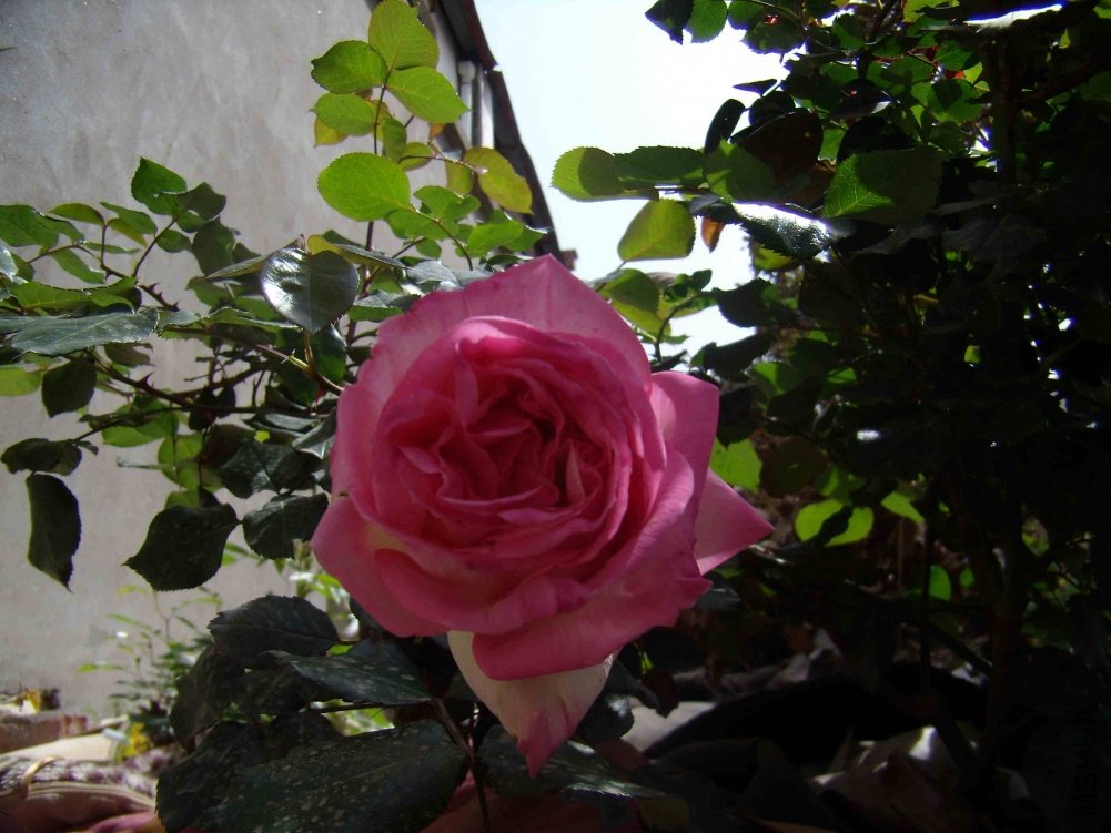 P4180002.jpg