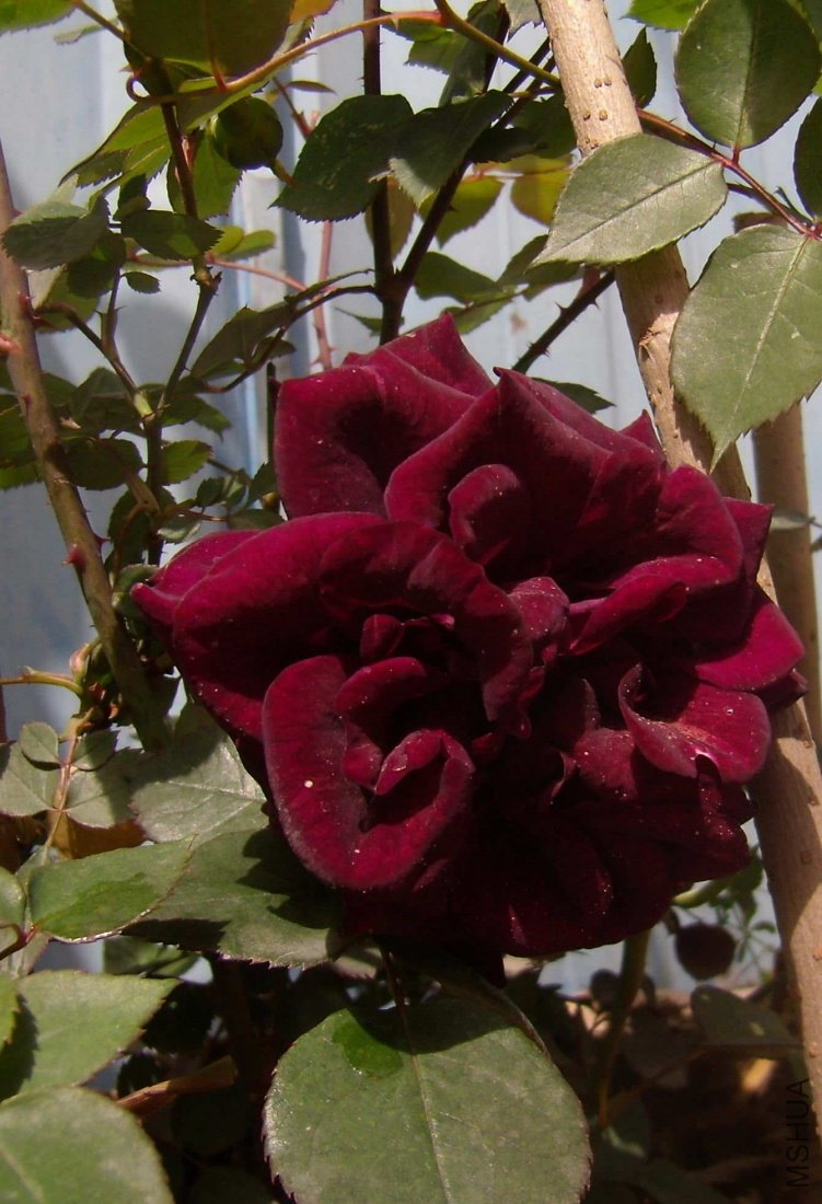 P41800071.jpg