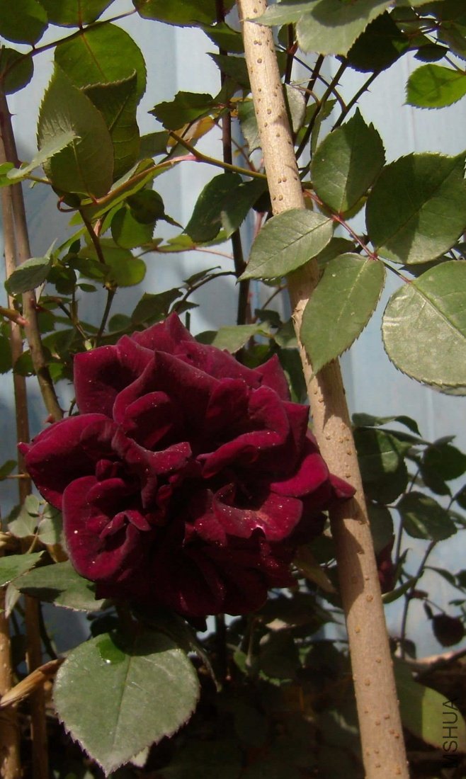 P41800061.jpg