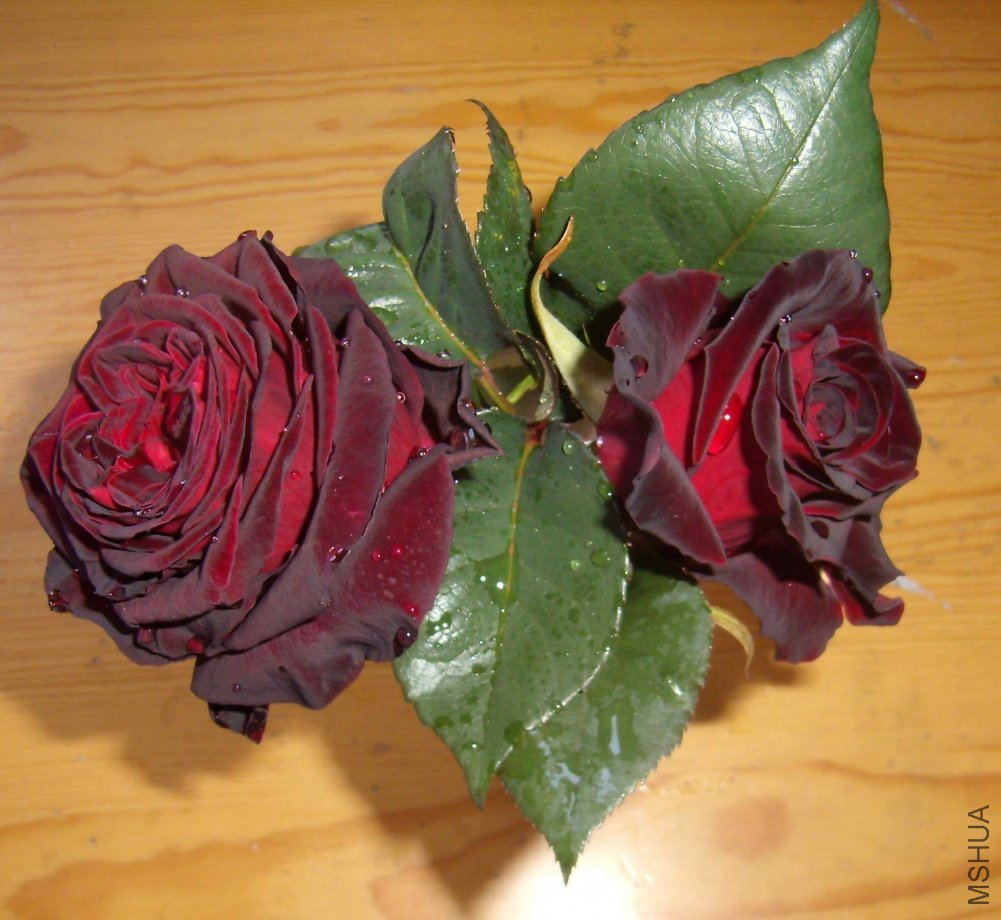 P41900051.jpg