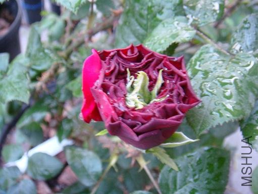 DSC00236.JPG