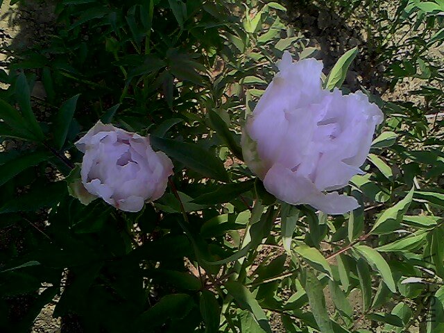 IMG0332A.jpg