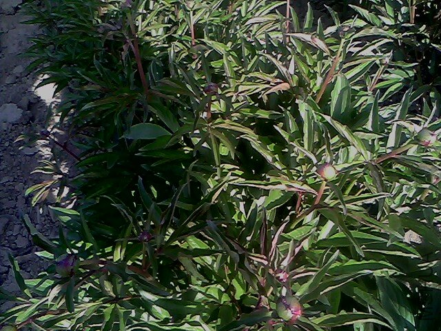 IMG0333A.jpg