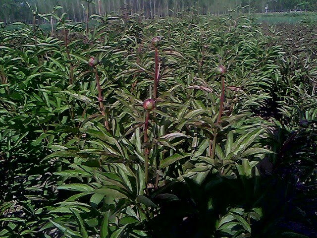 IMG0334A.jpg