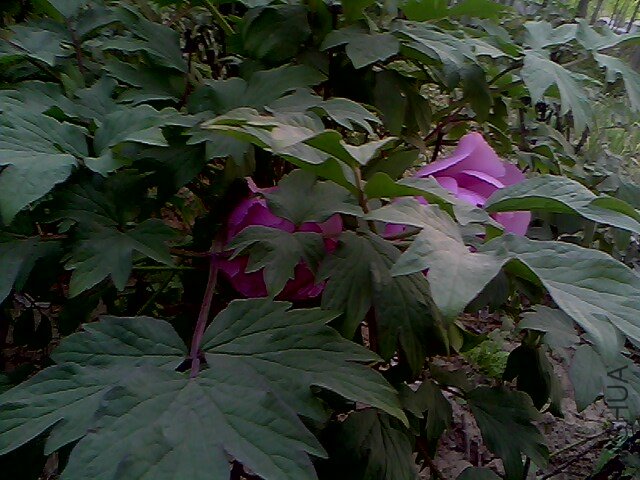 IMG0336A.jpg