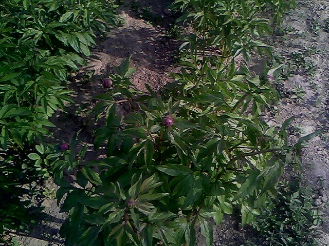 IMG0335A.jpg