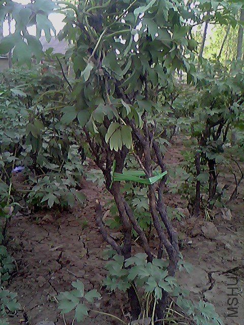 IMG0344A.jpg