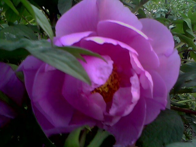 IMG0337A.jpg