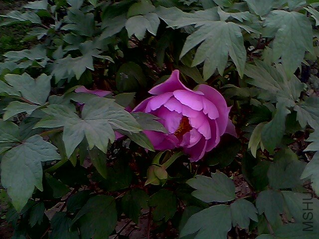 IMG0338A.jpg
