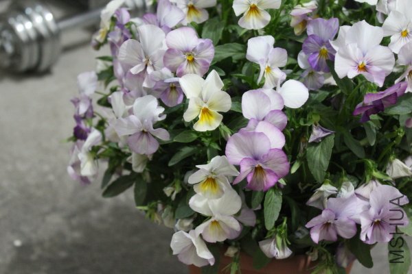 IMG_6700y.JPG