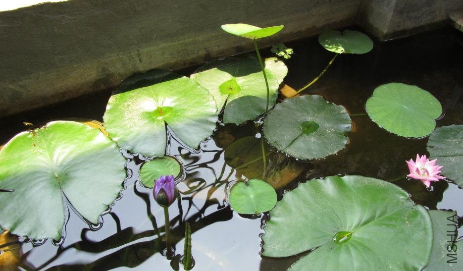 ��һƬ��Ҷ��һ������