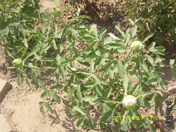 SL276449.JPG