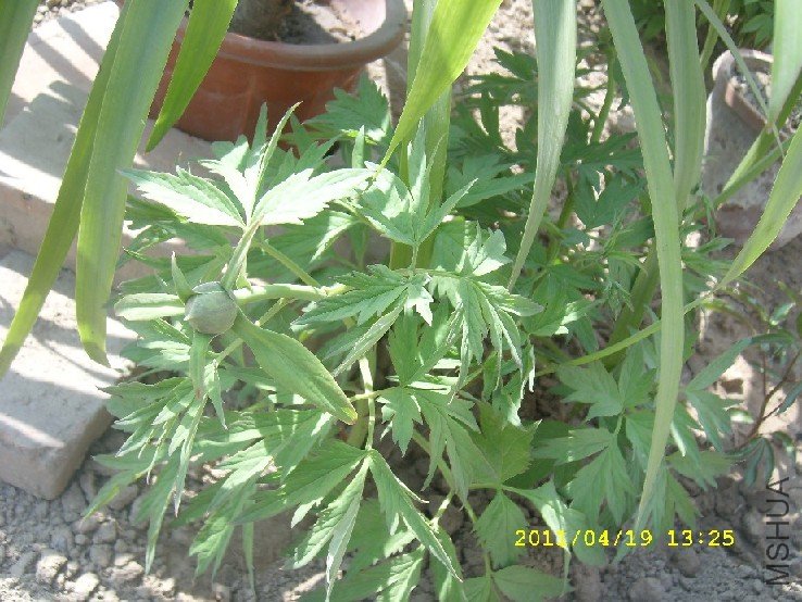 SL276454.JPG