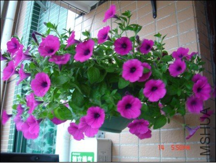 һ������ֻ����һ��Ҳ����ô���ˣ���������״Ҳ���ÿ����ɲ�����