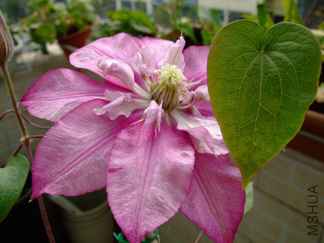 DSCF0124.JPG