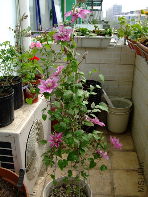 DSCF0129.JPG