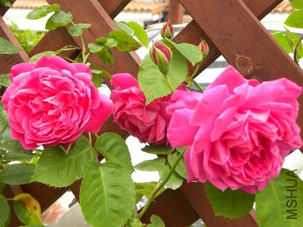 DSCN1030.jpg