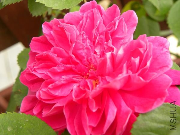 DSCN0940.jpg
