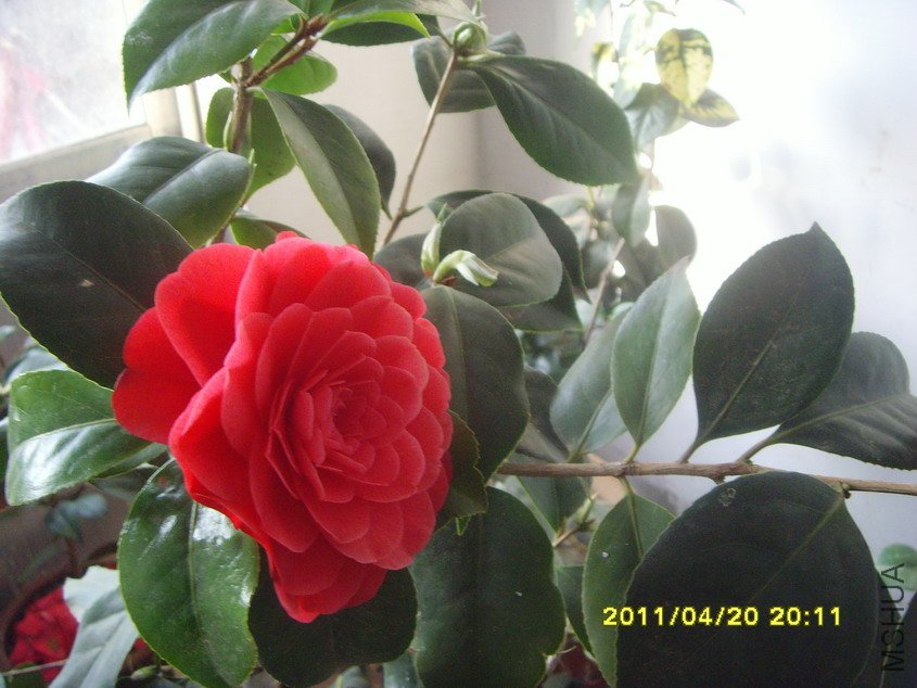 SNV30740_��С��С.JPG