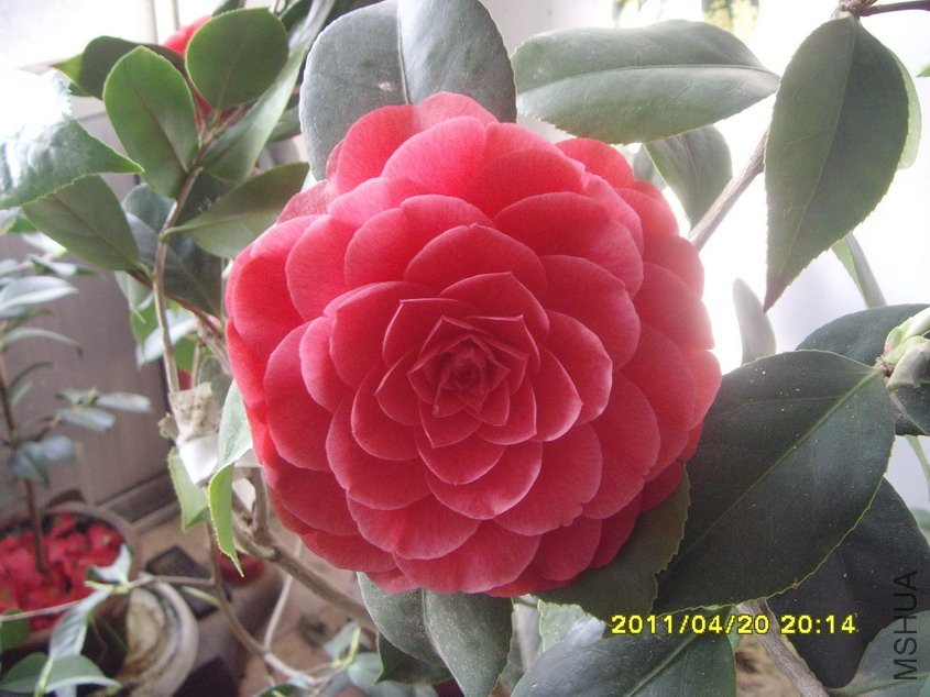 SNV30742_��С��С.JPG