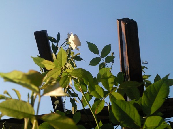 SNC00305+.jpg