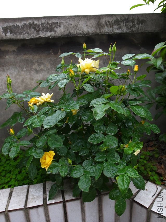 R0011290.JPG