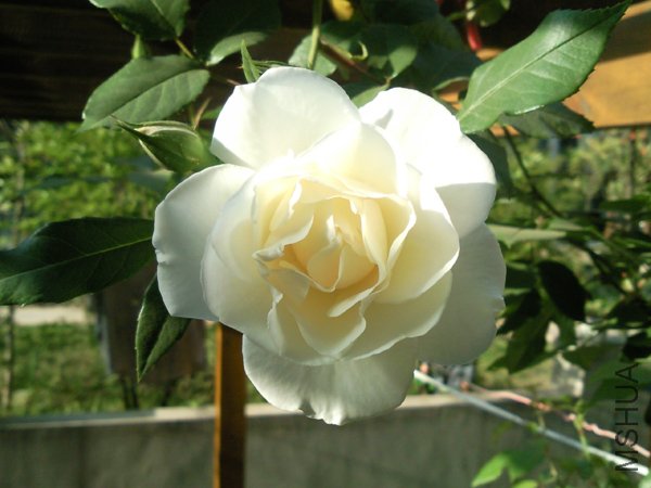 SNC00320+.jpg