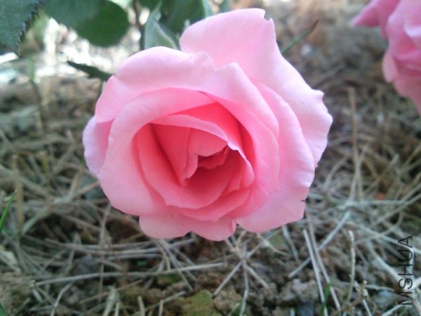 SNC00312+.jpg