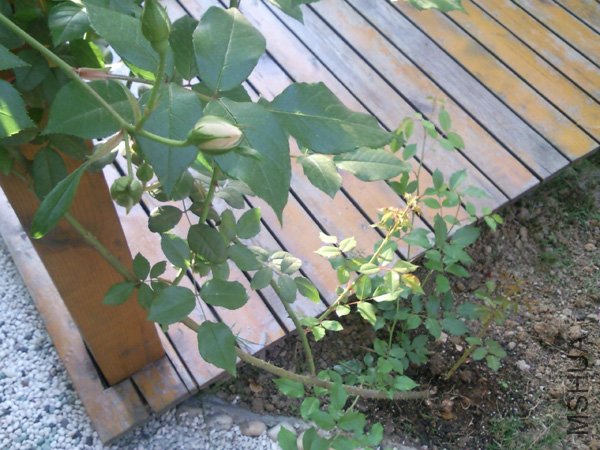 SNC00304+.jpg