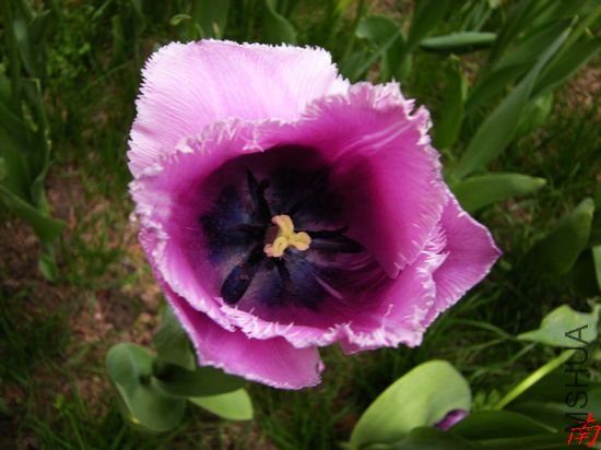 DSCN1302.jpg