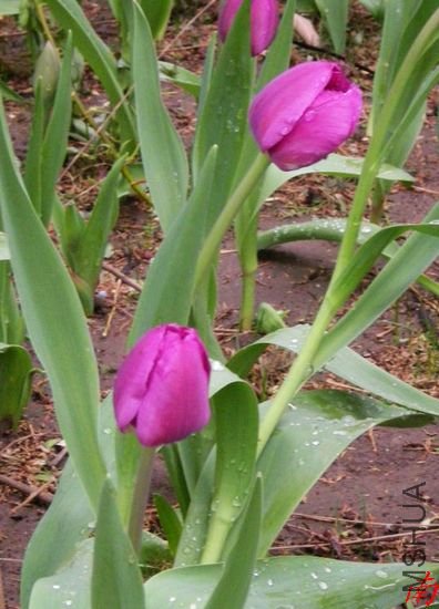 DSCN1245.jpg