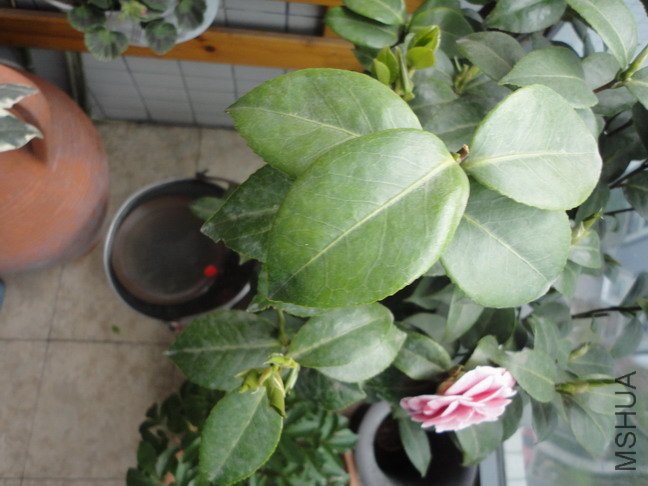 ������С ������С DSC01245.JPG