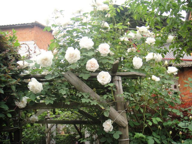 DSC01326.JPG