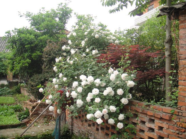 DSC01327.JPG