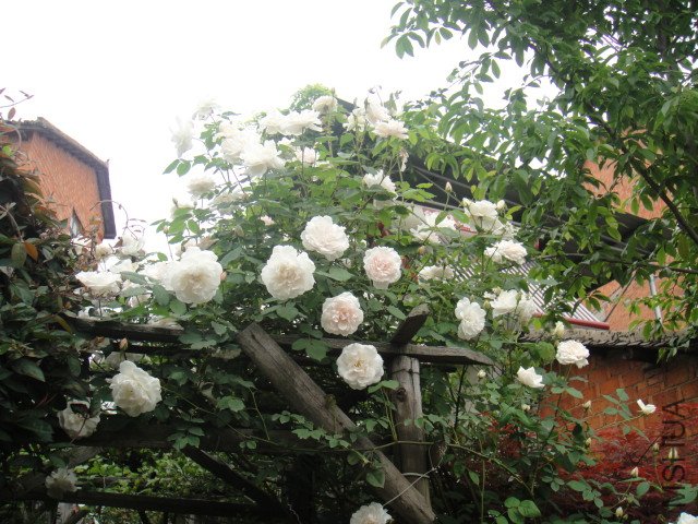 DSC01381.JPG