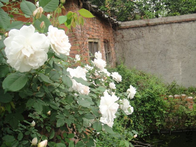 DSC01386.JPG