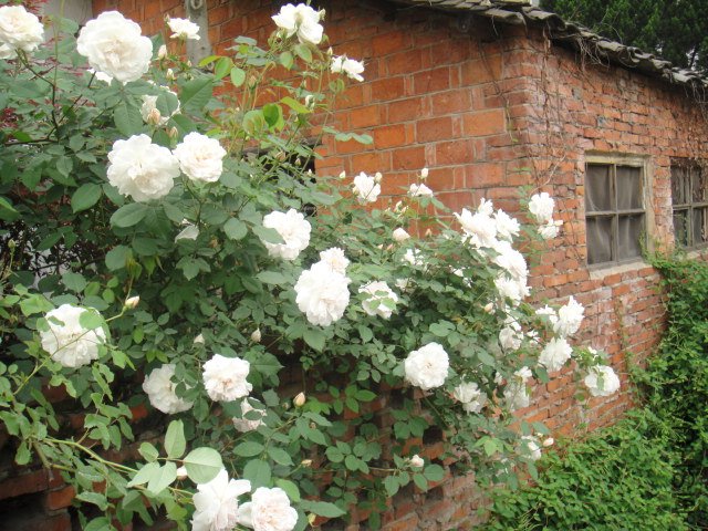 DSC01382.JPG