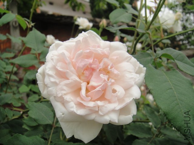 DSC01387.JPG