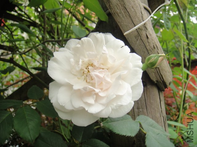 DSC01384.JPG
