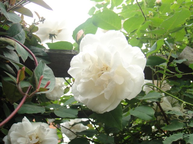 DSC01390.JPG