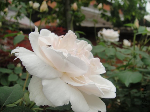 DSC01385.JPG